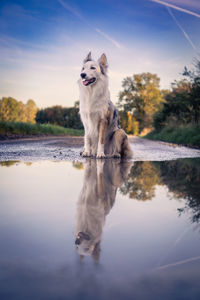 Dog running in lake