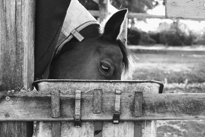 Close-up of horse in stable