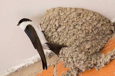 High angle view of bird flying against wall