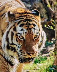 Close-up portrait of a tiger