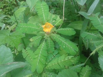 Close-up of leaves