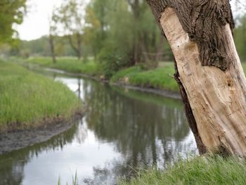 Reflection of tree in lake