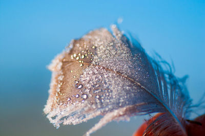 Close-up of frozen plant during winter