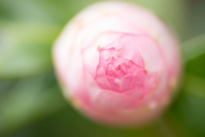 Close-up of pink tulip