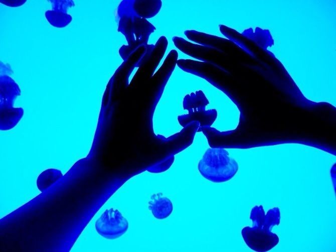 blue, underwater, undersea, swimming, sea life, aquarium, fish, indoors, person, water, jellyfish, leisure activity, lifestyles, low angle view, sea, togetherness, men