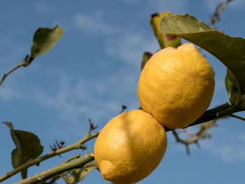 Close-up of fruits on tree