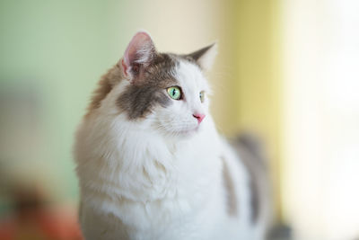 Close-up of cat looking away