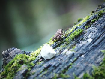 Close-up of moss growing on tree trunk