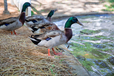 Flock of mallard ducks standing near the water of a pond while looking for food