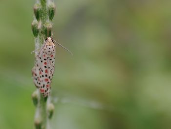 Close-up of butterfly on flower