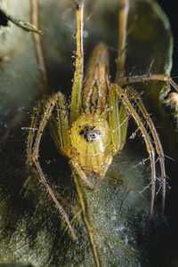 Close-up of spider