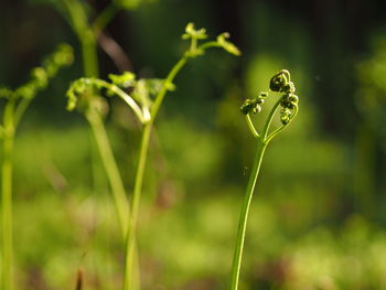 Close-up of plant