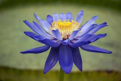 Close-up of purple flower