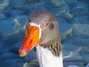 Close-up of swan swimming in water