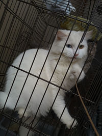 Low angle view of cat in cage