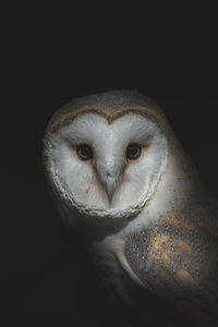 Close-up portrait of a owl