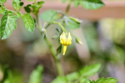 Close-up of yellow flowering plant
