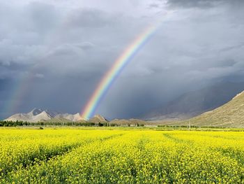 Scenic view of rainbow over field