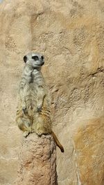 Close-up of lemur sitting on rock