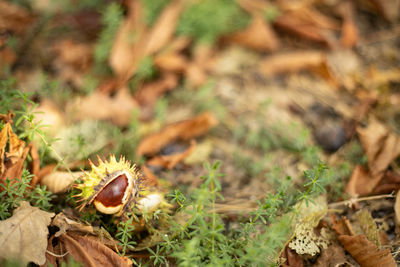 Chestnut on colorful autumn leaves background. blurred, selective focus. forest texture