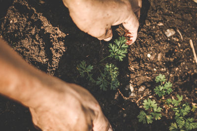 High angle view of man hand by plants