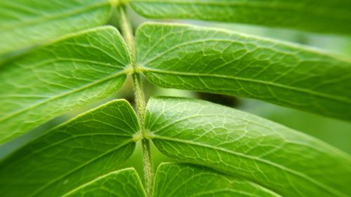 Close-up of green leaves