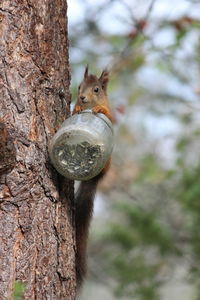 Close-up of squirrel on tree trunk