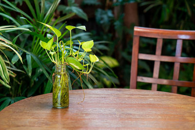 Close-up of potted plant on table