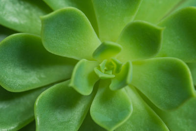Full frame shot of green succulent plant