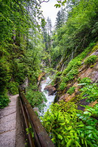 Plants and trees by stream in forest