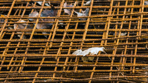 Close-up of bird