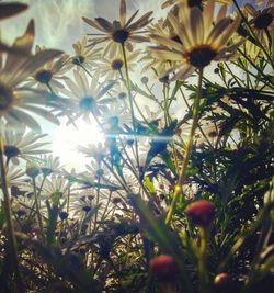 Low angle view of flowering plants against sky