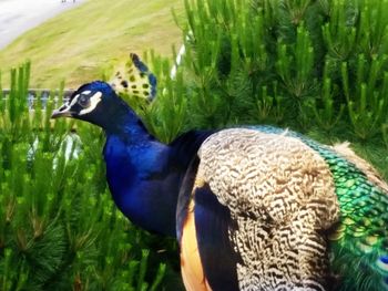 Peacock on field