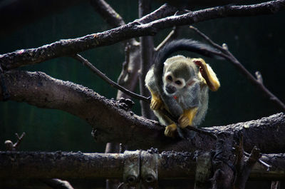 Portrait of squirrel monkey on tree at zoo