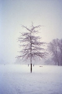 Bare tree on snow covered field against clear sky