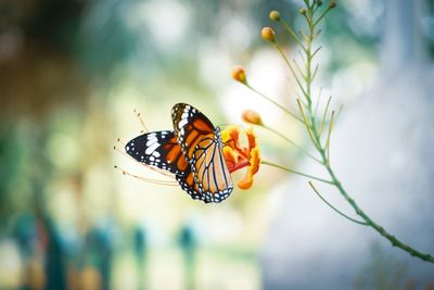 Close-up of butterfly on flower