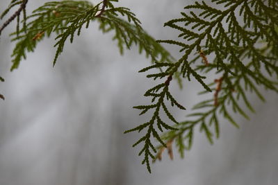 Close-up of wet tree branch during winter