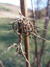 Close-up of dead plant on land