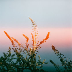 Close-up of plant against sky