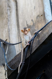 Portrait of a monkey in phra prang sam yot, lopburi, thailand