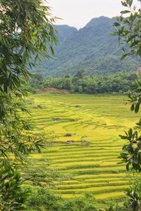 Scenic view of agricultural field