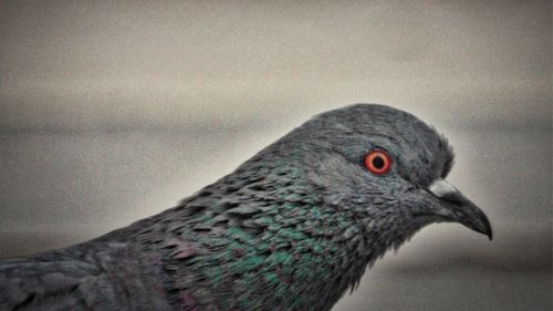 Close-up of pigeon