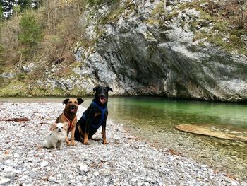 Dogs on rock in water