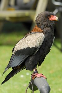 Close-up of a bird of prey