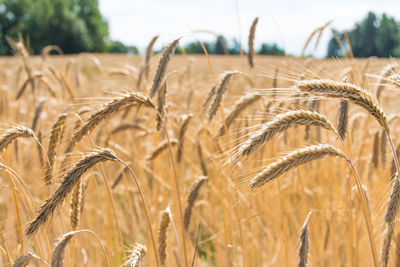 Wonderful field of yellow wheat ears ready to be harvested in summer