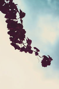 Low angle view of tree against sky