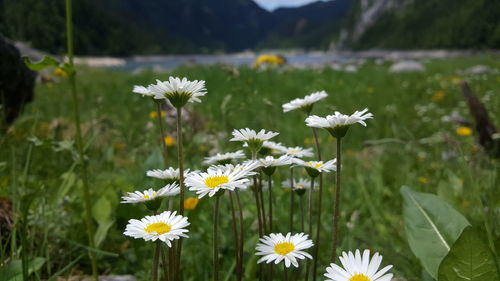 Close-up of cosmos flowers blooming on field