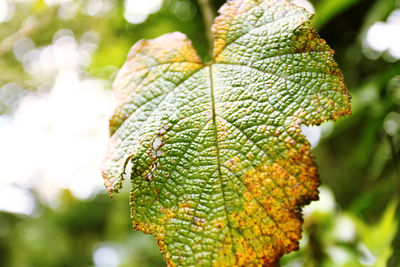 Close-up of fresh green leaves