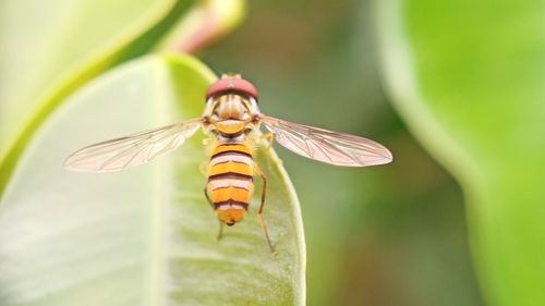 Close-up of insect on flower
