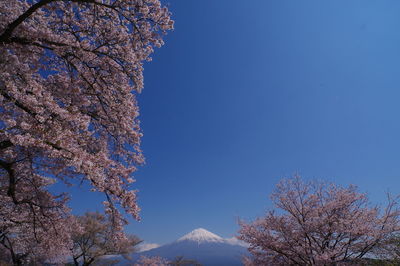 Low angle view of cherry blossom tree against blue sky